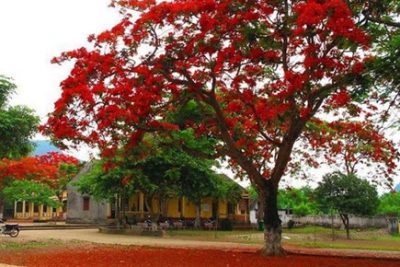 Bài văn tả về cây phượng